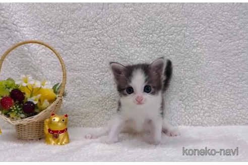 成約済の千葉県のノルウェージャンフォレストキャット-102696の1枚目